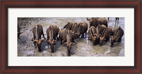 Framed Herd of Blue wildebeests (Connochaetes taurinus) at a waterhole, Mkuze Game Reserve, Kwazulu-Natal, South Africa Print