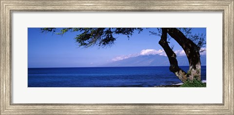 Framed Tree at a coast, Kapalua, Molokai, Maui, Hawaii, USA Print