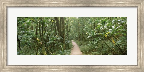 Framed Young bamboo with path, Oheo Gulch, Seven Sacred Pools, Hana, Maui, Hawaii, USA Print