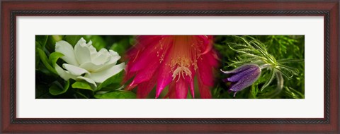 Framed White, pink and purple flowers Print
