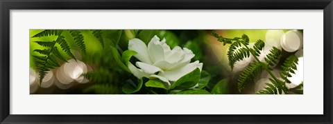 Framed Fern with Magnolia Print