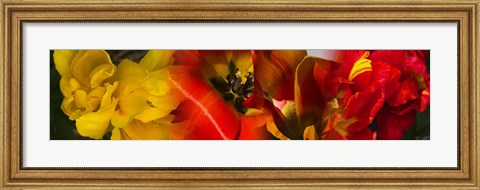 Framed Close-up of Tulips Print