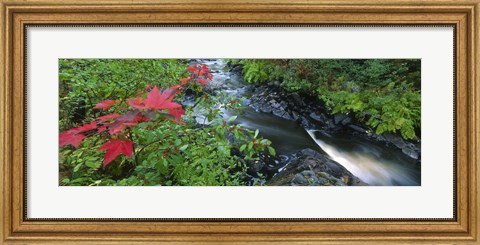Framed River flowing through a forest, Black River, Upper Peninsula, Michigan (horizontal) Print