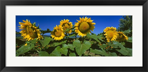 Framed Panache Starburst sunflowers in a field, Hood River, Oregon Print