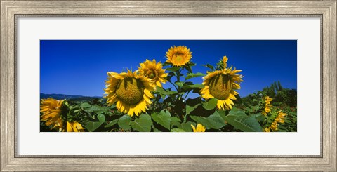 Framed Sunflowers in a field, Hood River, Oregon Print