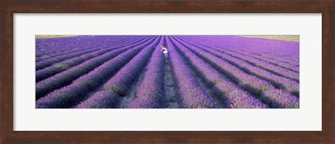 Framed Fields of lavender, Provence-Alpes-Cote d&#39;Azur, France Print
