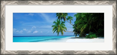 Framed Palm trees on the beach, Fihalhohi Island, Maldives Print