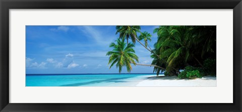 Framed Palm trees on the beach, Fihalhohi Island, Maldives Print