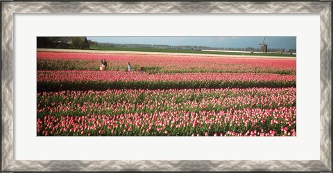 Framed Mother and daughters in field of red tulips, Alkmaar, Netherlands Print