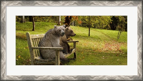 Framed Bears sitting on a bench Print