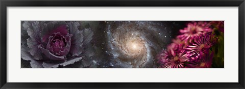 Framed Cabbage with galaxy and pink flowers Print