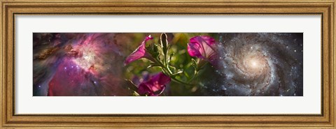 Framed Close-up of flowers and universe Print