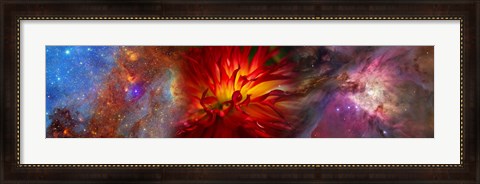 Framed Hubble galaxy with red chrysanthemums Print