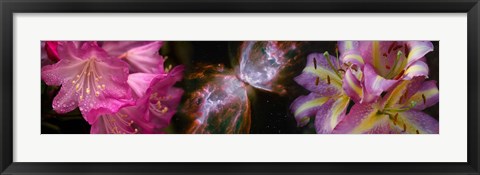 Framed Butterfly nebula with iris and pink flowers Print