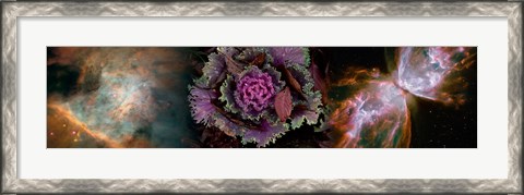 Framed Cabbage with butterfly nebula Print