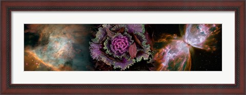 Framed Cabbage with butterfly nebula Print