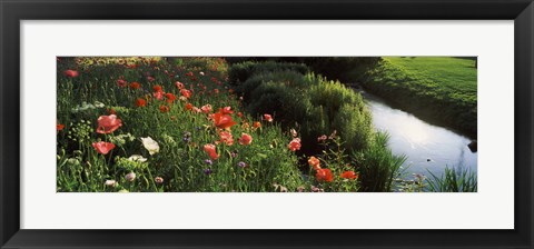 Framed Wildflowers, Crakehall Beck, Crakehall, North Yorkshire, England Print