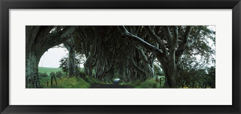 Framed Trees at the Dark Hedges, Armoy, County Antrim, Northern Ireland Print