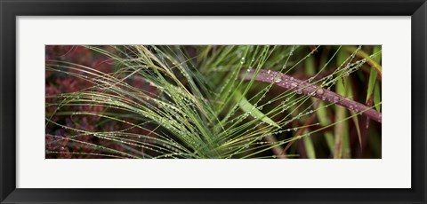 Framed Dew drops on grass Print