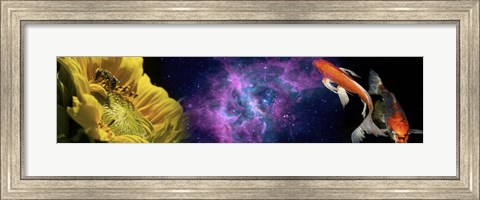 Framed Sunflower and Koi Carp in space Print