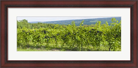 Framed Grapevines in a vineyard, Finger Lakes, New York State, USA Print