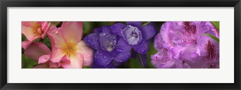 Framed Close-up of pink and purple  flowers Print