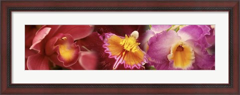 Framed Details of red and violet Orchid flowers Print