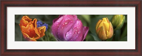 Framed Close up of Colorful Tulips Print