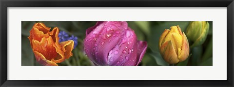 Framed Close up of Colorful Tulips Print