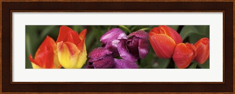 Framed Multiple images of tulip flowers Print
