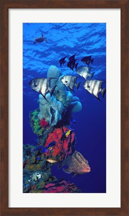 Framed Spadefishes with Nassau Grouper (Epinephelus striatus) and a Hawksbill Turtle (Eretmochelys Imbricata) swimming underwater Print