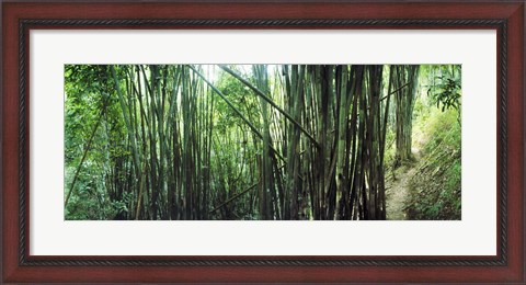 Framed Bamboo forest, Chiang Mai, Thailand Print