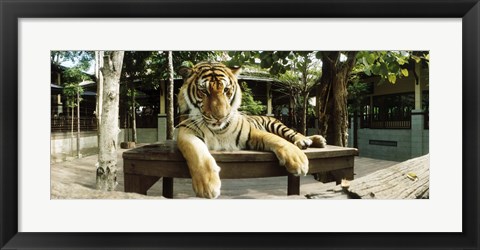 Framed Tiger (Panthera tigris) in a tiger reserve, Tiger Kingdom, Chiang Mai, Thailand Print