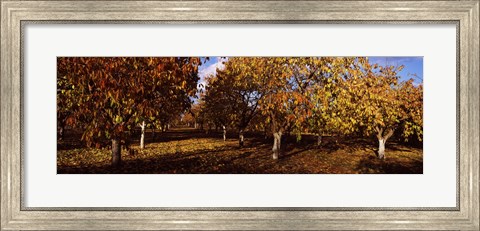 Framed Almond Trees during autumn in an orchard, California, USA Print