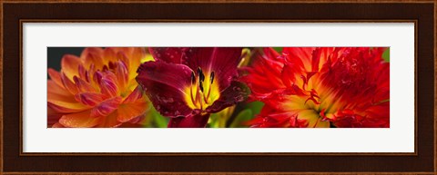 Framed Close-up of orange flowers Print
