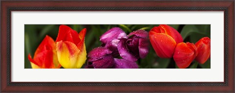 Framed Close-up of tulip flowers Print