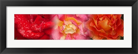 Framed Close-up of three Rose flowers Print