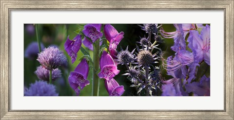 Framed Close-up of purple flowers Print