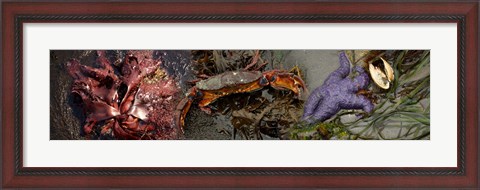 Framed Sea critters Print
