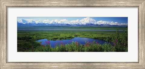 Framed Fireweed flowers in bloom by lake, distant Mount McKinley and Alaska Range in clouds, Denali National Park, Alaska, USA. Print