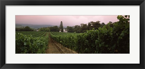 Framed Vineyard with a Cape Dutch style house, Vergelegen, Capetown near Somerset West, Western Cape Province, South Africa Print