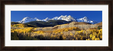 Framed USA, Colorado, Rocky Mountains, aspens, autumn Print