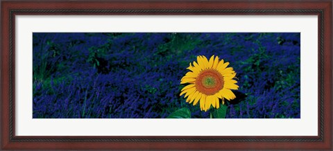 Framed France, Provence, Suze-La-Rouse, sunflower in lavender field Print