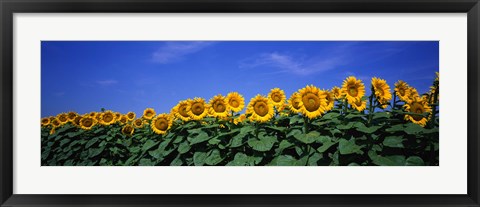 Framed Field Of Sunflowers, Bogue, Kansas, USA Print