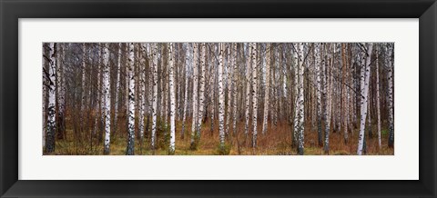 Framed Silver birch trees in a forest, Narke, Sweden Print