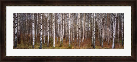 Framed Silver birch trees in a forest, Narke, Sweden Print