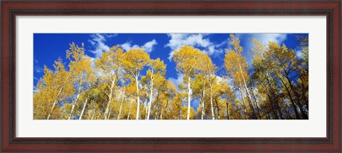 Framed USA, Colorado, Uncompahgre Nationa Forest Print