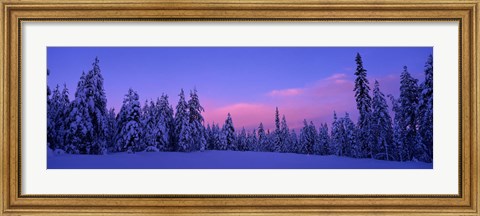 Framed Forest In Winter, Dalarna, Sweden Print