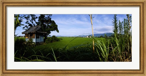 Framed Rice paddies in a field, Saga Prefecture, Kyushu, Japan Print