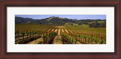 Framed Vineyard, Geyserville, California Print